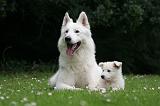 BERGER BLANC SUISSE - ADULTS ET PUPPIES 060